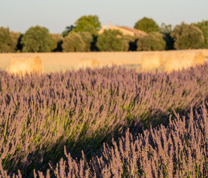 Fragrant Purple Blooming Lavender Growing in Fields on the Valensole Plateau, Provence, France