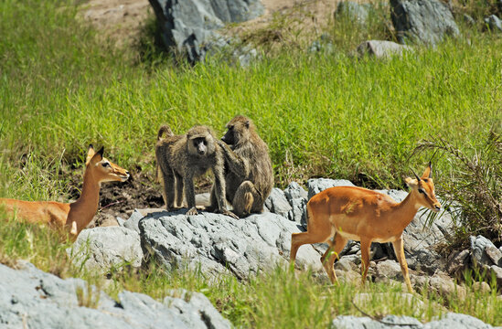 Baboons Grooming as Young Impalas Walk By in the Serengeti