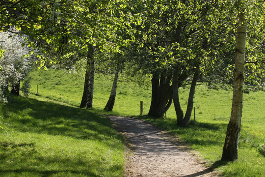 Path in the nature in denmark