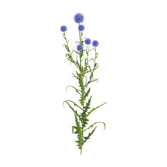 3D rendering of Echinops bannaticus flower plant on transparent background © Fouzia