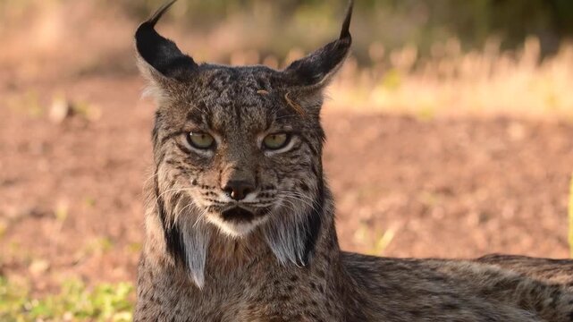 Iberian lynx, Lynx pardinus, wild cat endemic to Iberian Peninsula in Castilla La Mancha, Spain. 