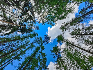 A worm's eye perspective looking directly up through the forest canopy at towering green trees under a blue cloudy sky. © stanhert