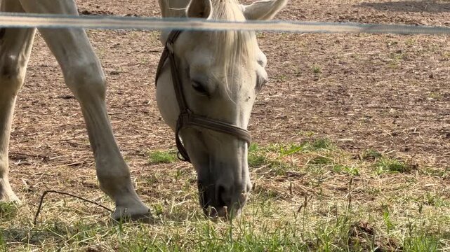 Close up of white horse muzzle eating fresh green grass on pasture, slow motion video of horse grazing in meadow