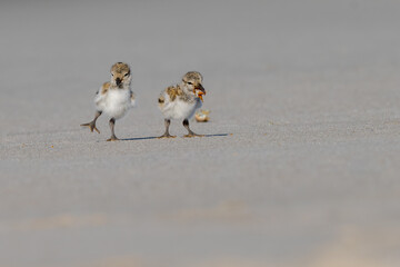 American Oystercatcher Adult Caring for Chicks on Sandy Beach © jgorzynik