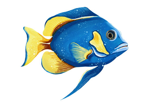 Dory the fish (Surgeonfish) made in Procreate in Watercolour technique. PNG file. 300 DPI