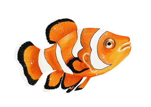 Clownfish made in Procreate in Watercolor technique. PNG file. 300 DPI