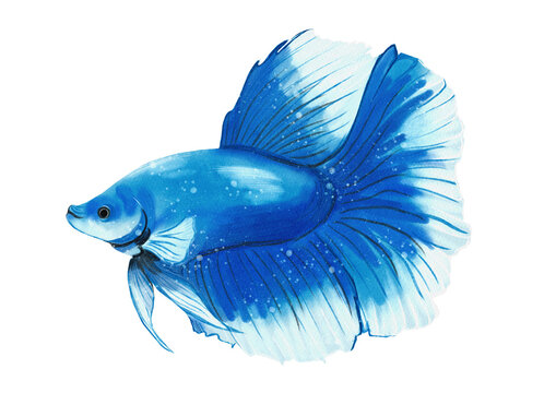 Betta halfmoon fish made in Procreate in Watercolor technique. PNG file. 300 DPI
