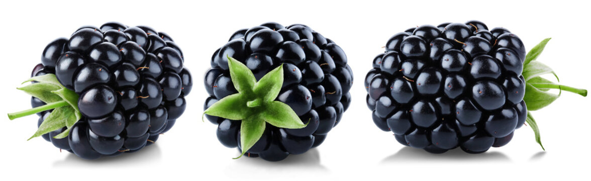 Trio of juicy ripe blackberries isolated on transparent background.