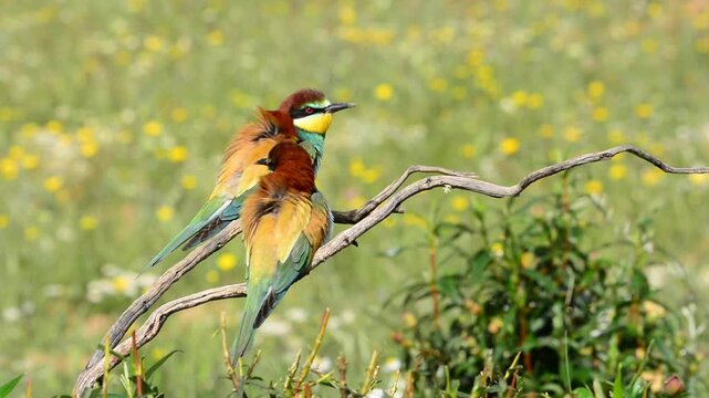 Bee-eater on tree branch against of green background
