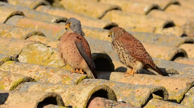  Lesser Kestrel perched on a roof, wildlife.