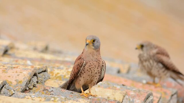  Lesser Kestrel perched on a roof, wildlife.