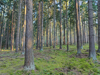Sunlight filters through a dense coniferous forest, illuminating the green moss-covered ground and straight tree trunks. © stanhert