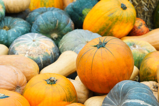 Orange and green pumpkins displayed on hay bales at an autumn harvest festival. Rustic seasonal scene with colorful squash and gourds, perfect for fall and Thanksgiving themes.