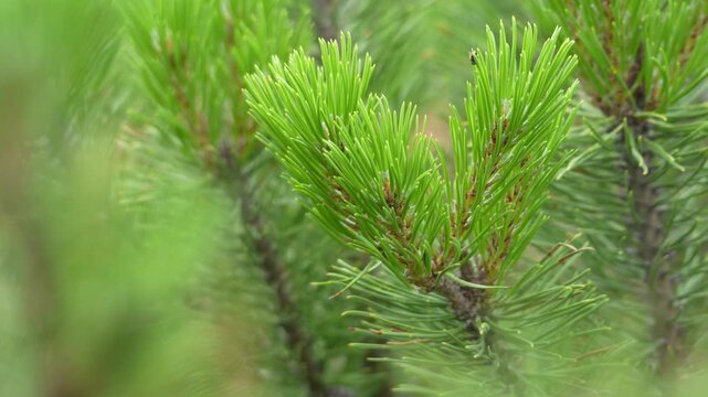 Close-up of fresh green pine needles in focus. Central branch displays vibrant, dense needle clusters. Softly blurred forest backdrop enhances depth. Healthy growth suggests natural spring renewal