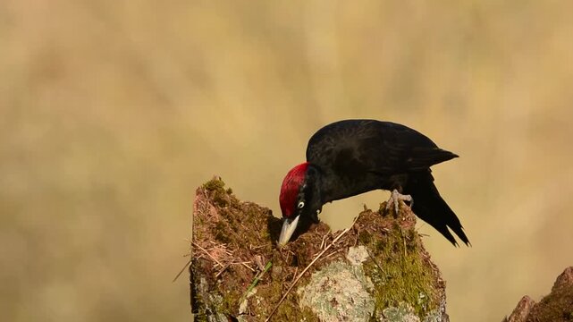 Black woodpecker, Dryocopus martius perched on old dry branch in the middle of forest.