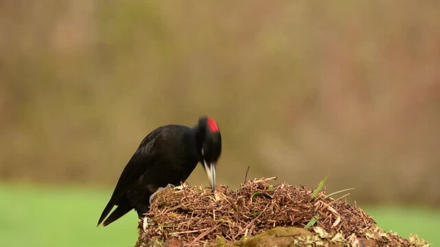 Black woodpecker, Dryocopus martius perched on old dry branch in the middle of forest.