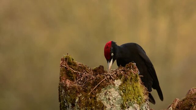 Black woodpecker, Dryocopus martius perched on old dry branch in the middle of forest.