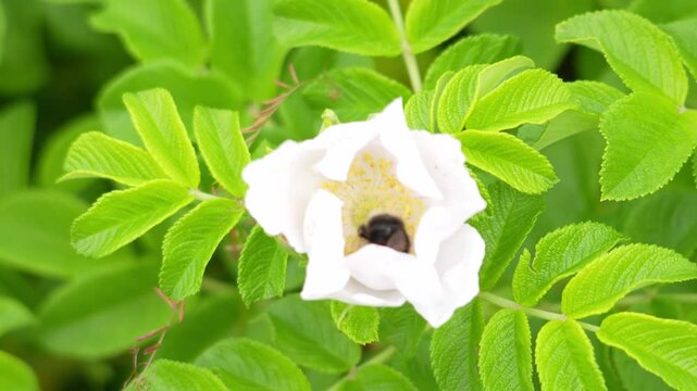 White rose flower blooms in a vibrant garden. Black bee sits inside the bloom. Lush green leaves surround the flower. This scene captures nature's quiet beauty