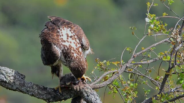Female bonelli's eagle perched on a branch eating a rabbit