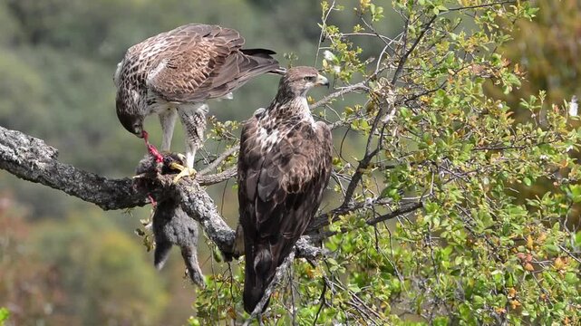 View on beautiful wild Bonelli's eagle couple on tree branch.