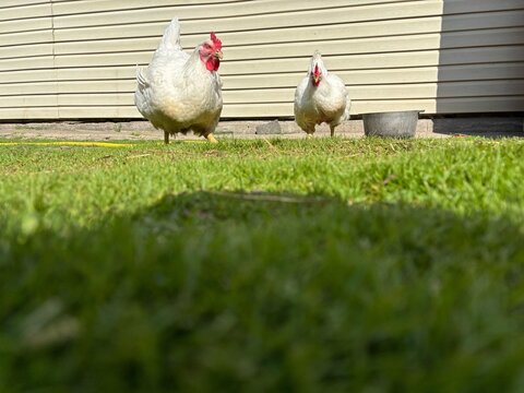 Two white free-range hens walking and grazing on fresh green grass in a private backyard on a sunny day
