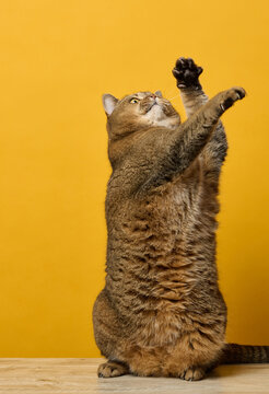 Cat stands on its hind legs on a wooden table and stretches its paw upwards on a bright yellow background