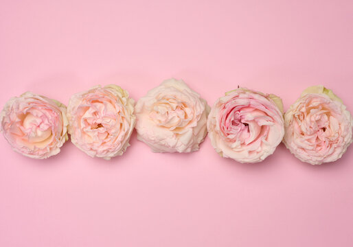 Blooming buds of pink roses on a pink background, composition
