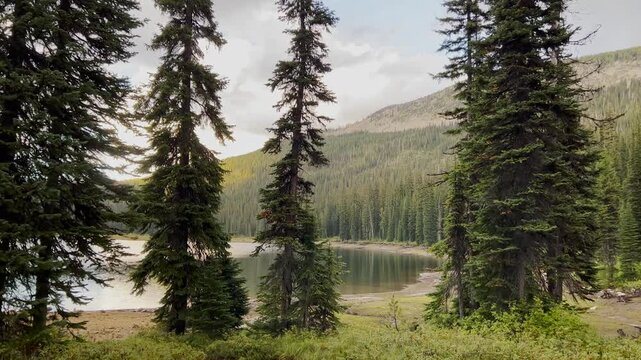 Pine Forest at Alpine Lake, Mountains, Landscape