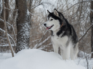 Siberian husky standing on snowdrift in winter forest © Михаил Решетников