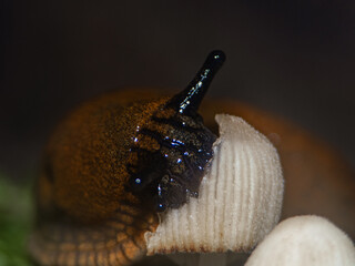 A brown slug eats a mushroom in the forest. macro photography © Iryna Diadechko