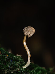 small mushroom in the forest. macro photography. vertical shot © Iryna Diadechko