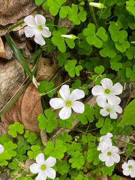 Herb White Wood Sorrel Oxalis sp