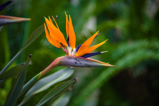 Bird of paradise flower with green tropical foliage background