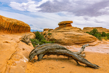 A weathered dead juniper lies before layered sandstone formations under a cloudy sky in Devils Garden, Arches NP.  © ZL Visuals