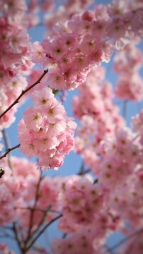 Japanische Kirschbluete