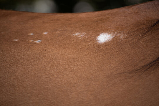 Close-up of brown horse coat with distinctive white markings
