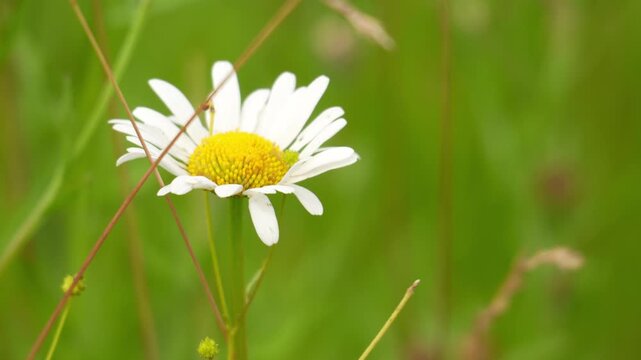 White daisy blooms prominently. Bee collects nectar from its petals. Soft green grass forms the background. Delicate white petals encircle the yellow center. Ideal for nature, gardening