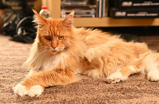 rudy kot maine coon