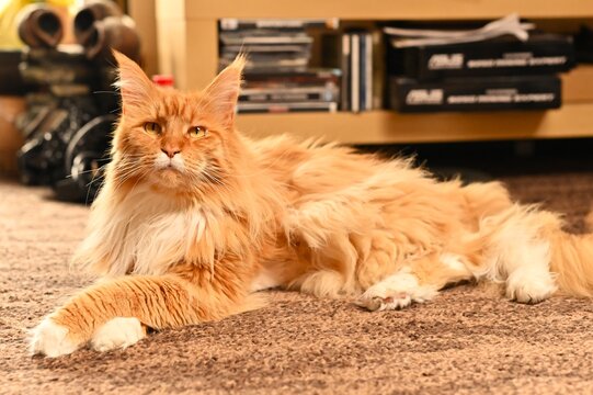rudy kot maine coon
