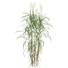 Fototapeta premium 3d Rendering Of Miscanthus grass on Transparent Canvas