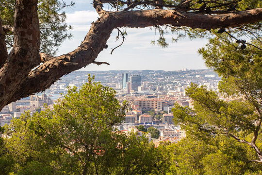 view of Marseille, France from the observation deck Nptre-Dame de la Garde. tree branch in the foreground. evening light, view from above