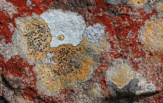 composizione astratta; mosaico di licheni