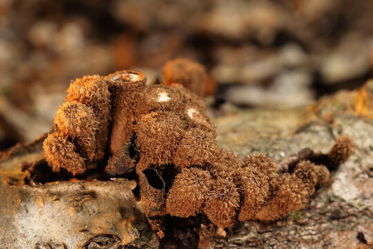 Cylindrical slime mold on a dead tree
