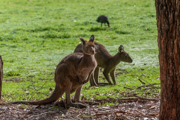 Two western grey kangaroo, macropus fuliginosus, grazing in a grassy field in Beedelup National Park, Western Australia, Australia. © Steve