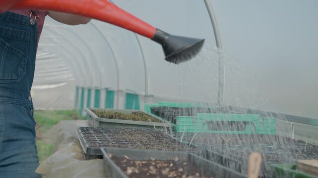 Gardener in overalls watering plant sprouts in seedling trays inside a large polytunnel