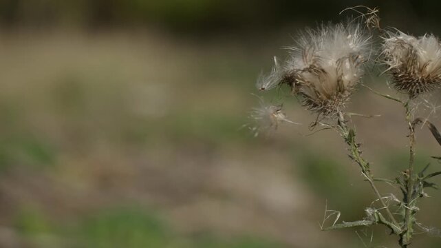 Fluffy thistle seeds dispersing in the wind from a dried flower head in a wild meadow