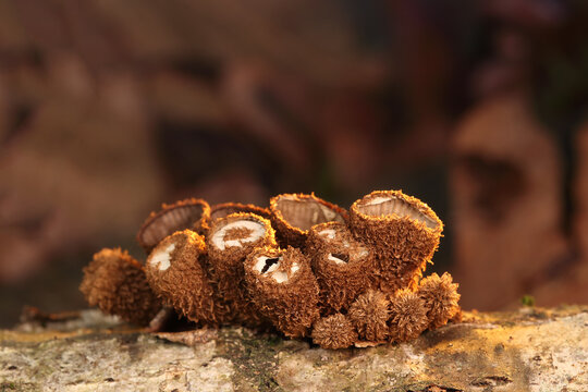 Cylindrical slime mold on a dead tree
