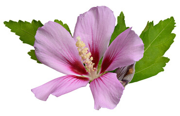 Large pink hibiscus flower with a burgundy center and green leaves © nndanko