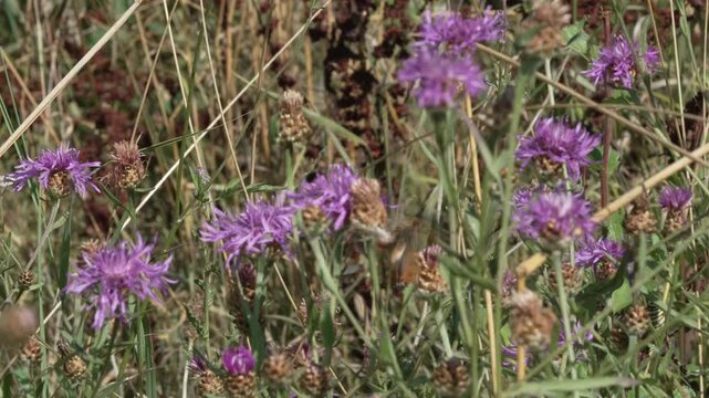 purple flowers in the field