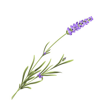 Purple lavender flower vector botanical element on white background